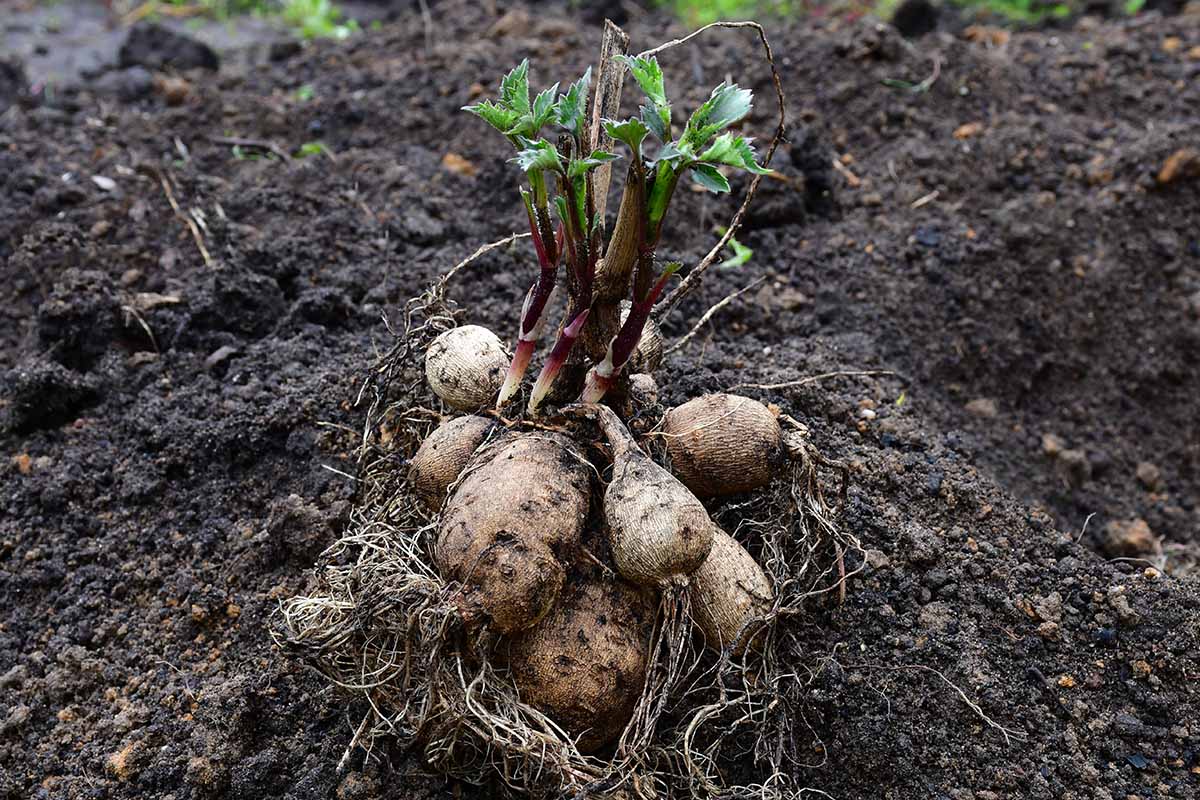A close up horizontal image of dahlia tubers with young shoots dug out of the garden and placed on the ground.