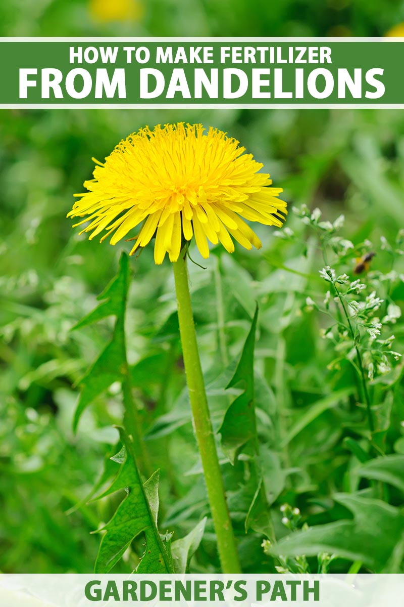 A close up vertical image of a yellow dandelion flower growing in the garden pictured on a soft focus background. To the top and bottom of the frame is green and white printed text.