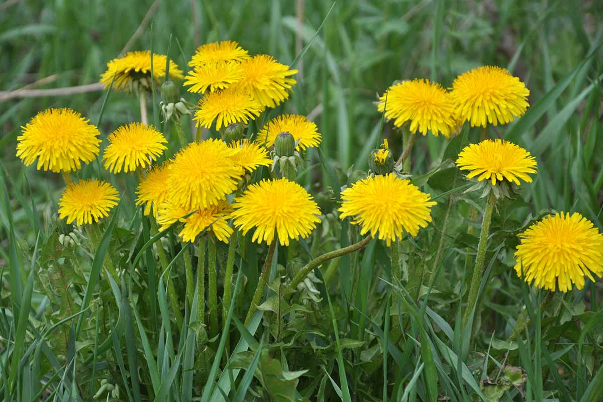 A close up horizontal image of yellow dandelion flowers growing as weeds in a lawn pictured on a soft focus background.