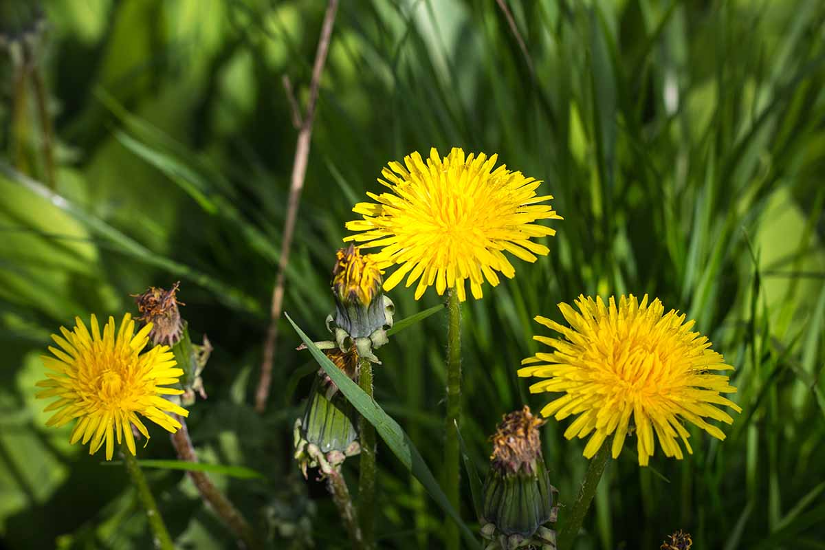 A close up horizontal image of dandelion flowers growing in the garden pictured on a soft focus background.