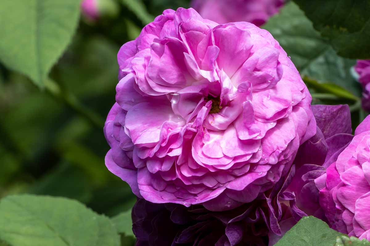 A close up horizontal image of Rosa 'Hippolyte' growing in the garden pictured on a soft focus background.