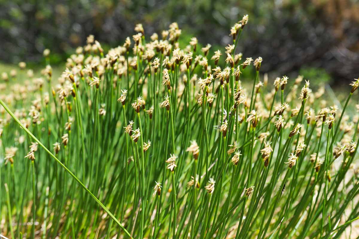 A close up horizontal image of deergrass growing wild pictured on a soft focus background.