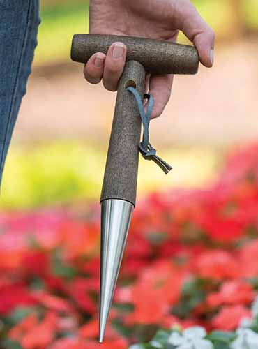 A vertical image of a gardener holding a stainless steel dibble with a wooden handle.
