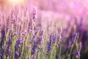 A close up horizontal image of a field of lavender pictured in evening sunshine fading to soft focus in the background.
