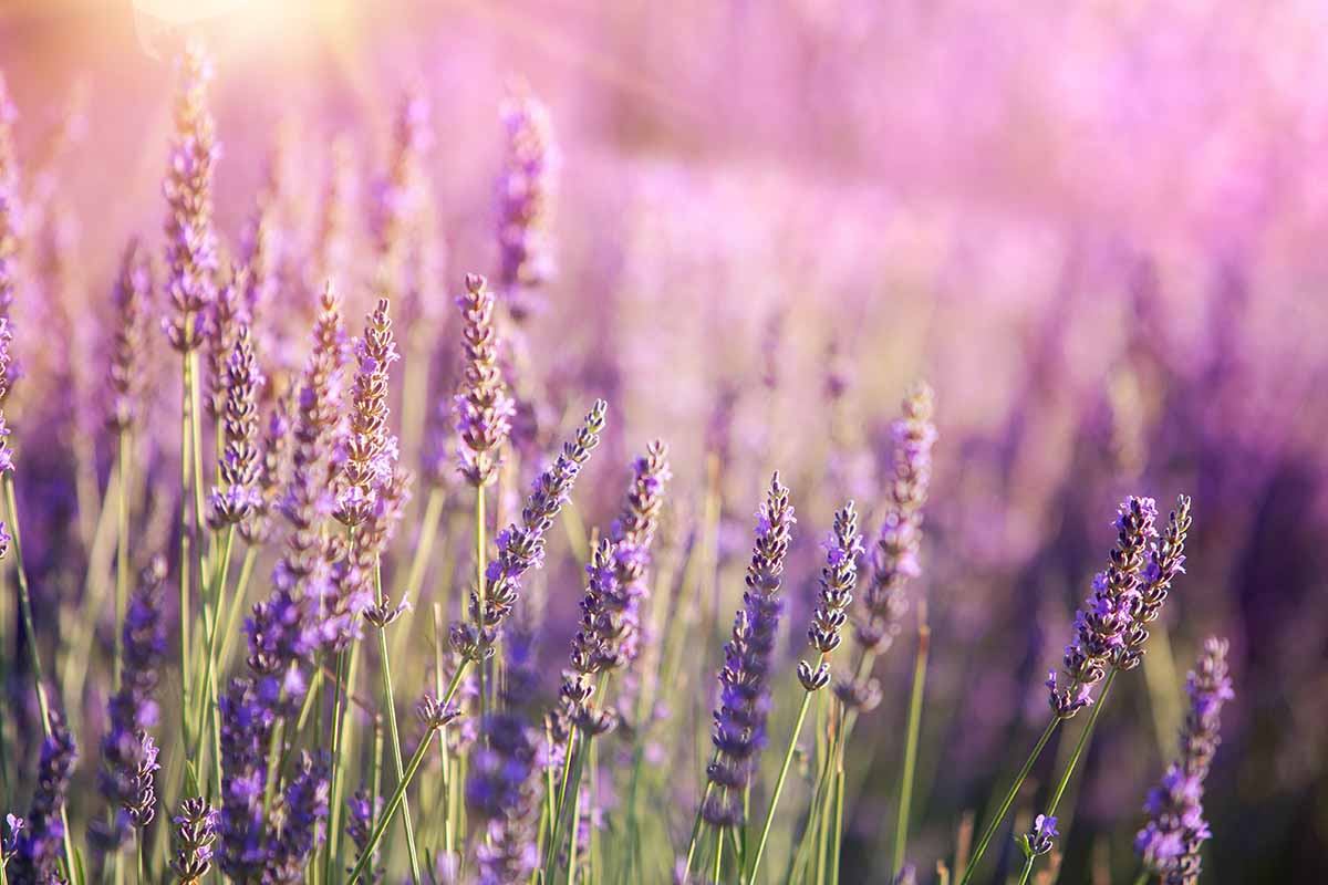 A close up horizontal image of a field of Lavandula angustifolia pictured in evening sunshine fading to soft focus in the background.