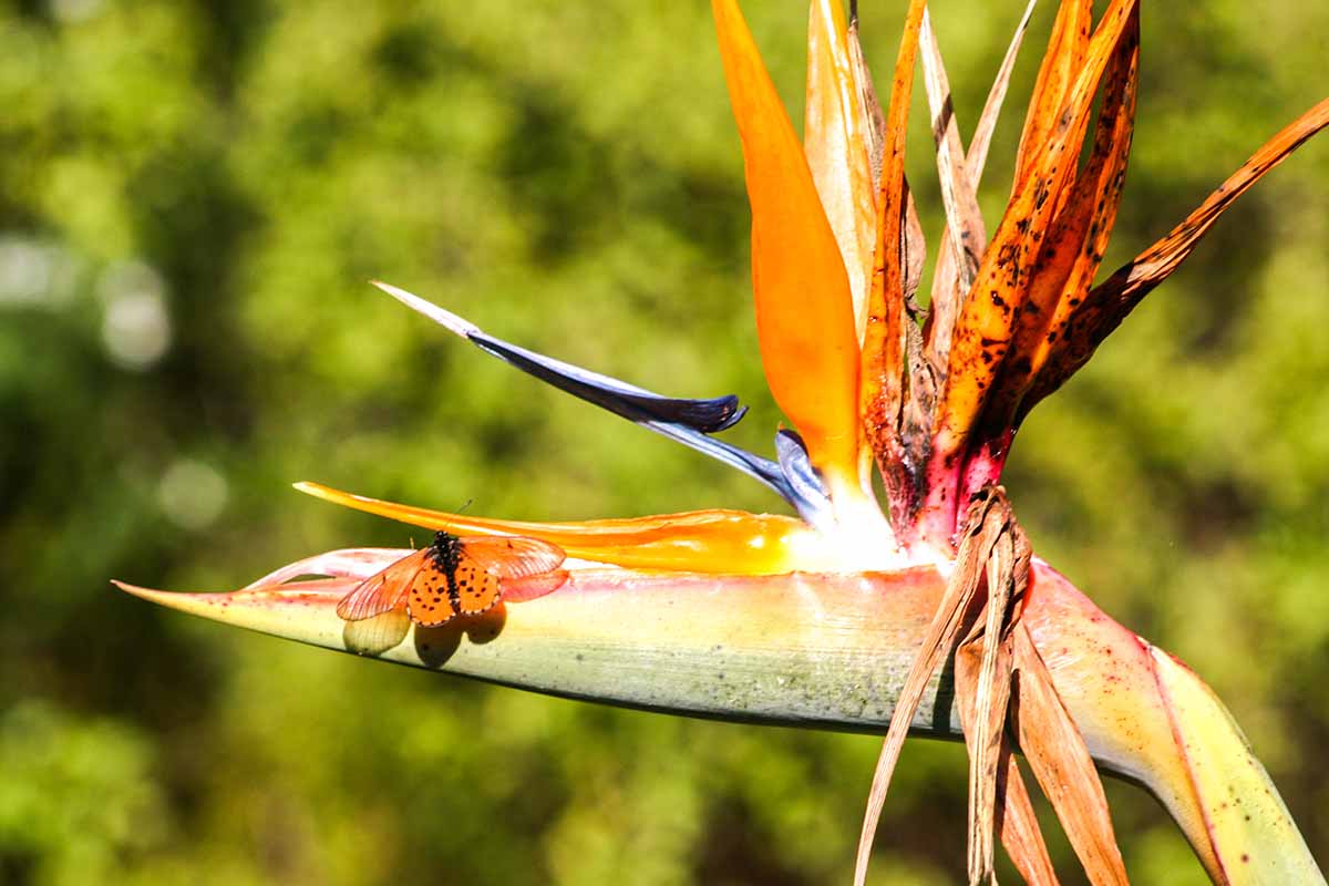 A close up horizontal image of a diseased bird of paradise flower pictured in bright sunshine on a soft focus background.