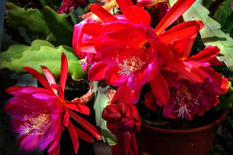 A close up horizontal image of the bright red flowers of Disocactus ackermannii growing in a pot.