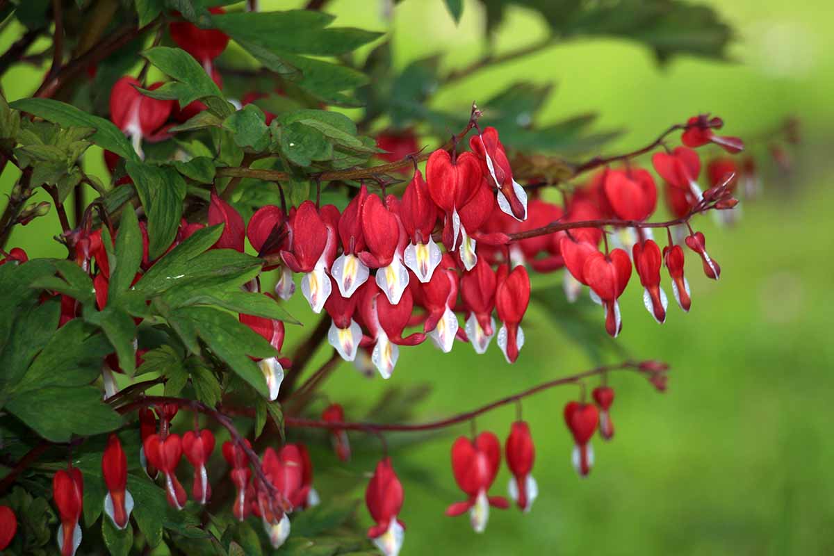 A close up horizontal image of masses of red and white bleeding heart flowers (Lamprocapnos spectabilis) growing in the garden pictured on a soft focus background.