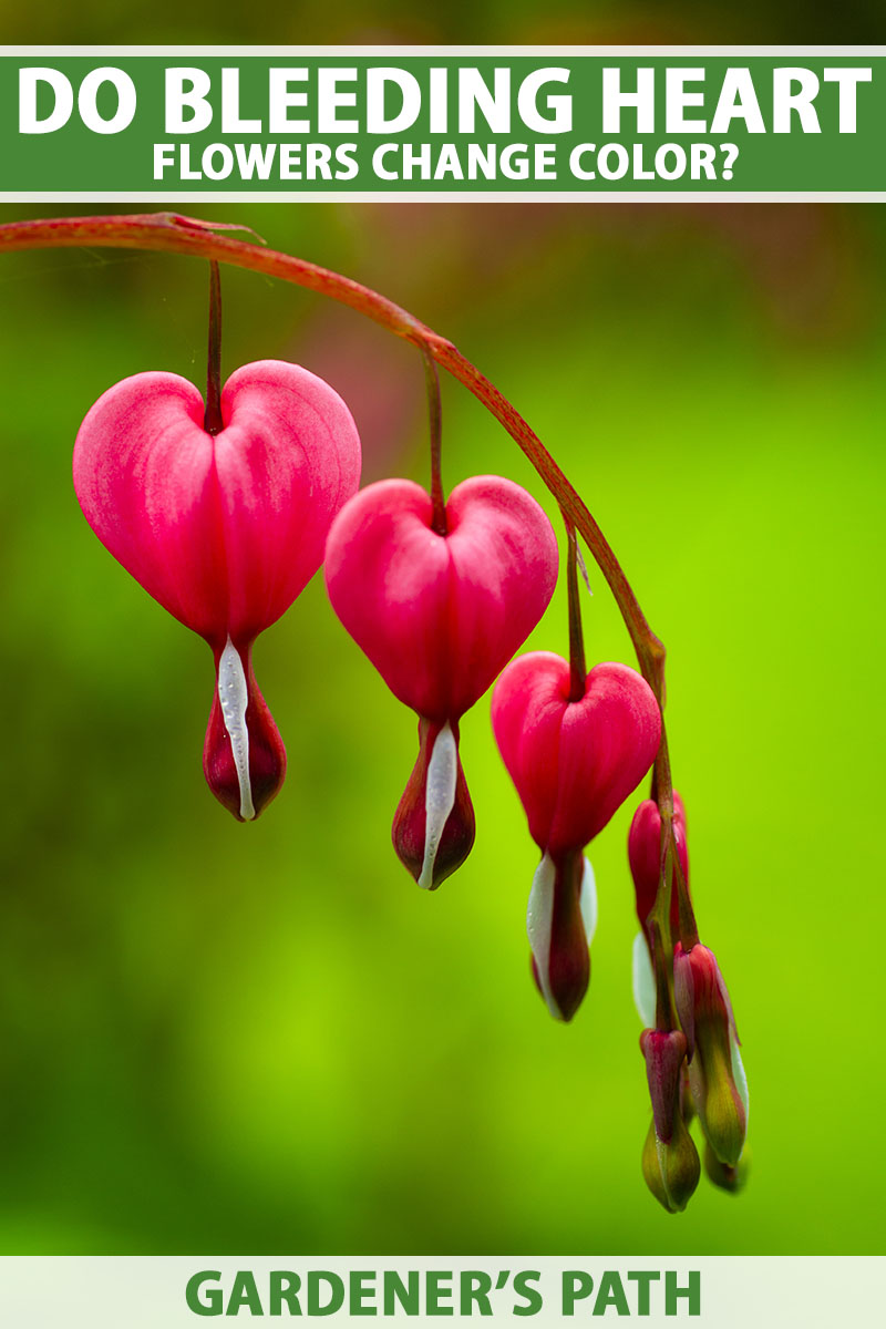 A close up vertical image of red and white bleeding heart flowers (Lamprocapnos spectabilis) pictured on a green soft focus background. To the top and bottom of the frame is green and white printed text.