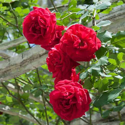 A close up square image of red 'Don Juan' roses growing on a pergola.