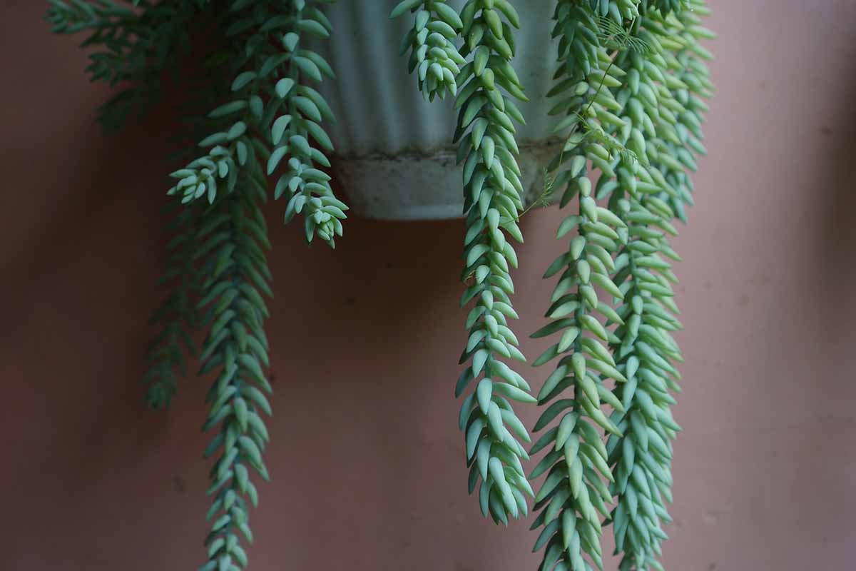 A horizontal image of a donkey's tail succulent trailing over the side of a white hanging pot.