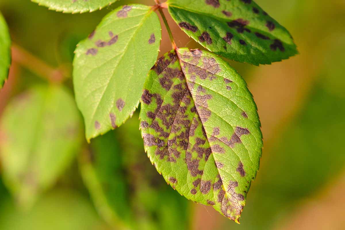A close up horizontal image of the symptoms of downy mildew on rose foliage pictured on a soft focus background.