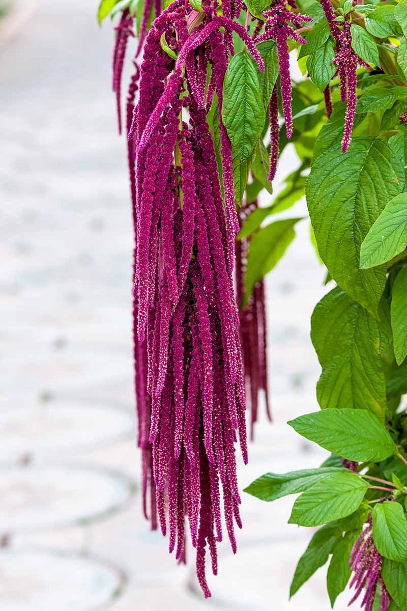 A close up vertical image of the long, weeping flowers of Amaranthus caudatus aka love lies bleeding, with a pathway in soft focus in the background.