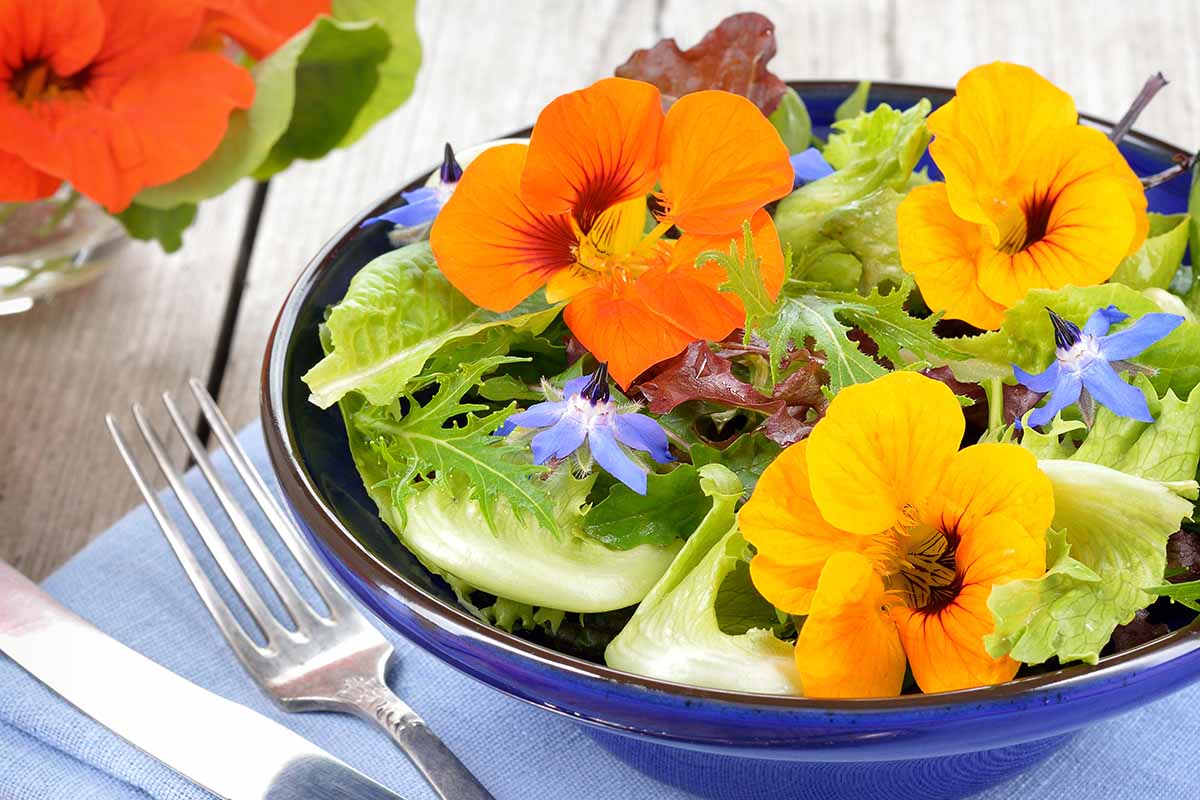 A close up horizontal image of a fresh salad decorated with borage and nasturtium blooms.