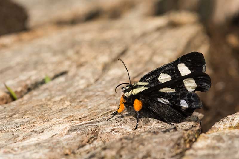 A close up of an eight-spotted forester moth on the bark of a tree.