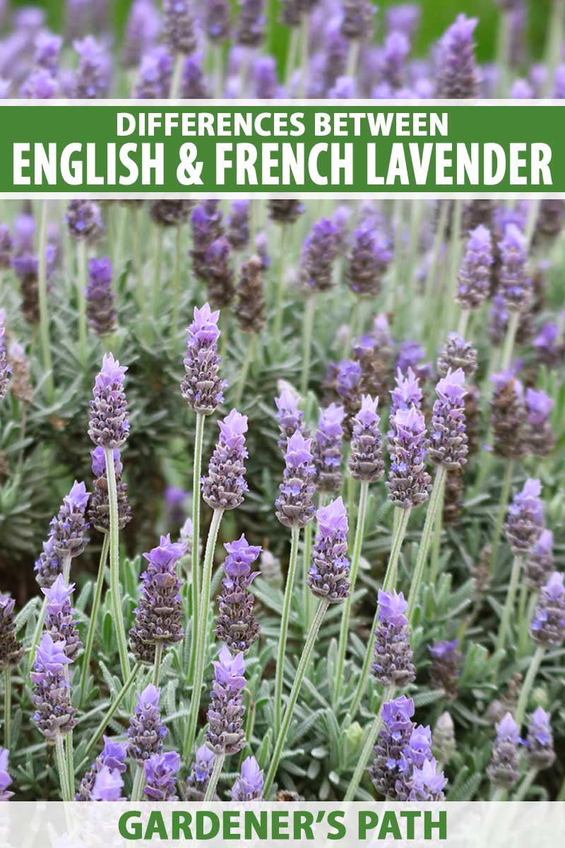 A close up vertical image of French lavender, which looks different from the English type, growing in the garden. To the top and bottom of the frame is green and white printed text.
