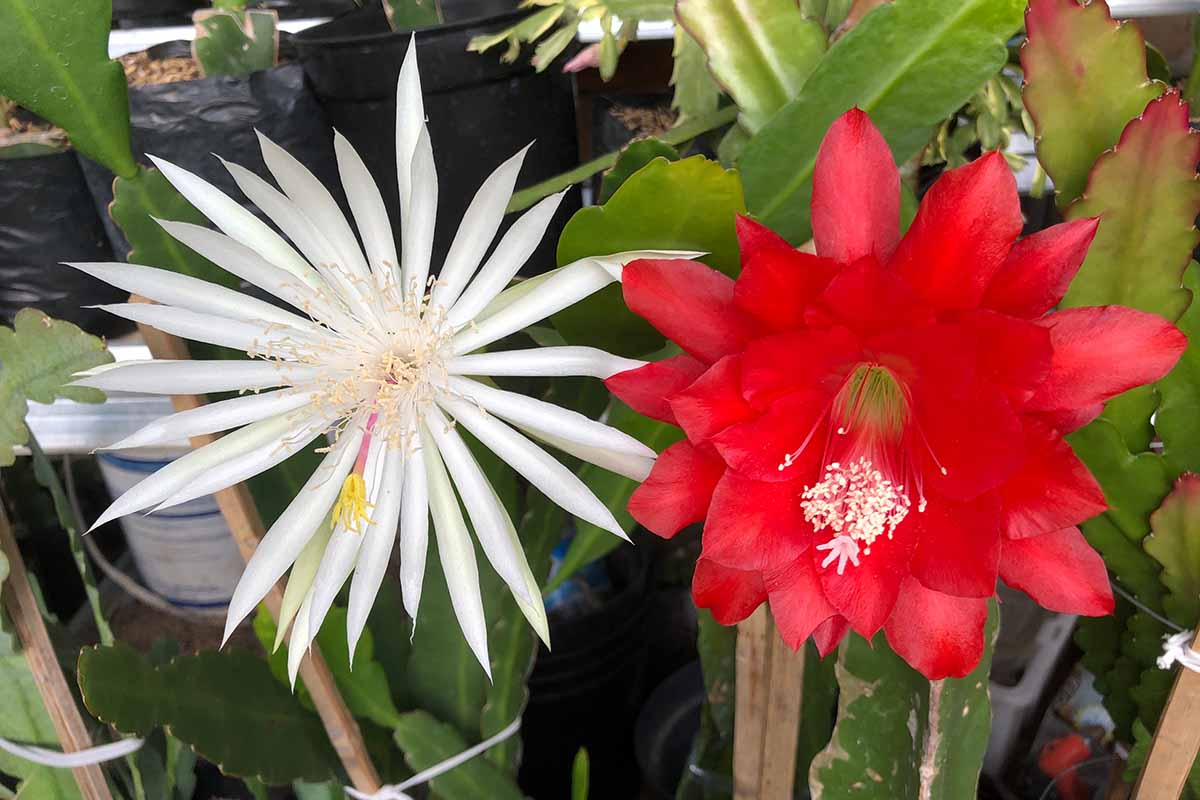 A close up horizontal image of two epiphyllum flowers growing indoors.