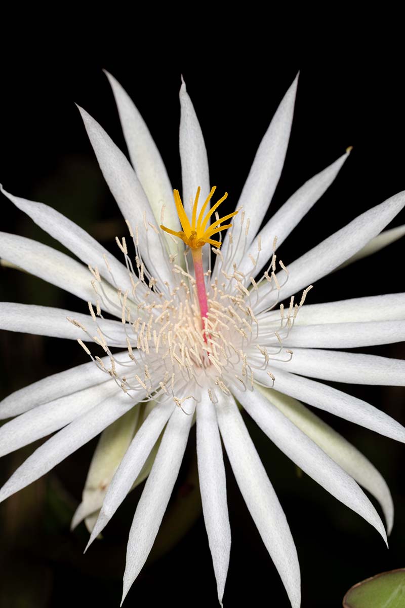 A close up vertical image of the beautiful white flower of Epiphyllum hookeri pictured on a dark background.