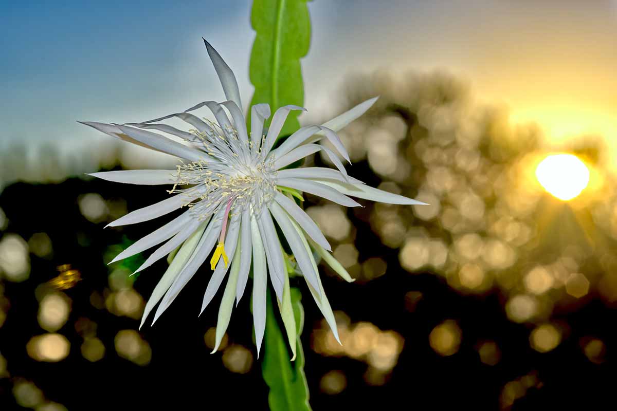A close up horizontal image of the white flower of an Epiphyllum hookeri orchid cactus pictured in evening sunshine.