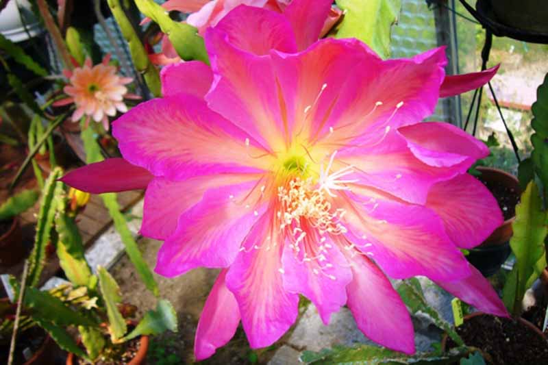A close up horizontal image of a pink Epiphyllum 'Pegasus' flower growing indoors.