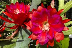 A close up horizontal image of bright red Epiphyllum flowers pictured in light sunshine.