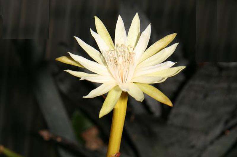 A close up horizontal image of the flower of Epiphyllum phyllanthus pictured on a dark background.