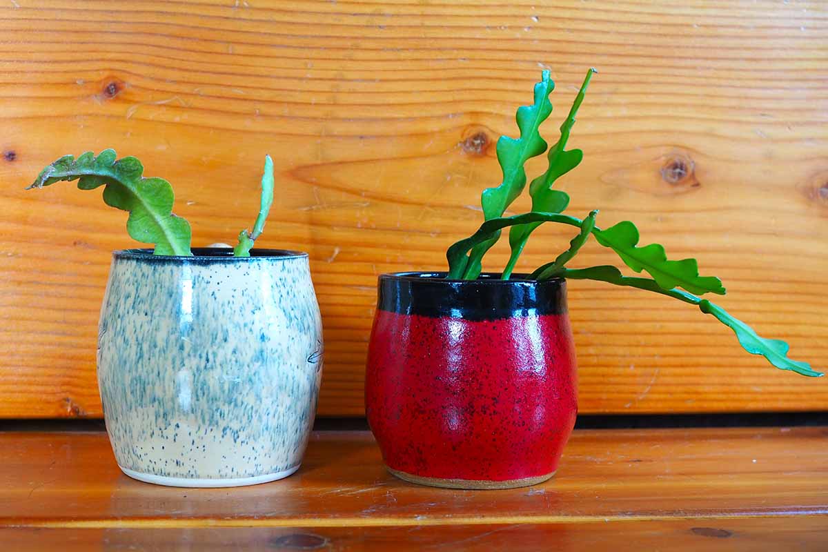 A close up horizontal image of two orchid cacti (epiphyllums) growing in small ceramic pots.