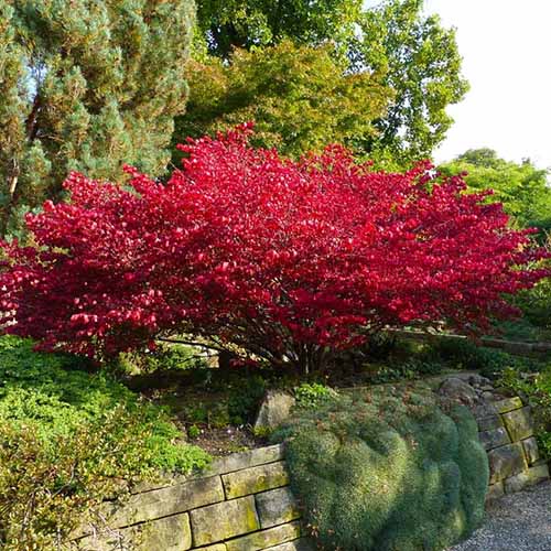 A square image of a burning bush plant growing in a garden border.