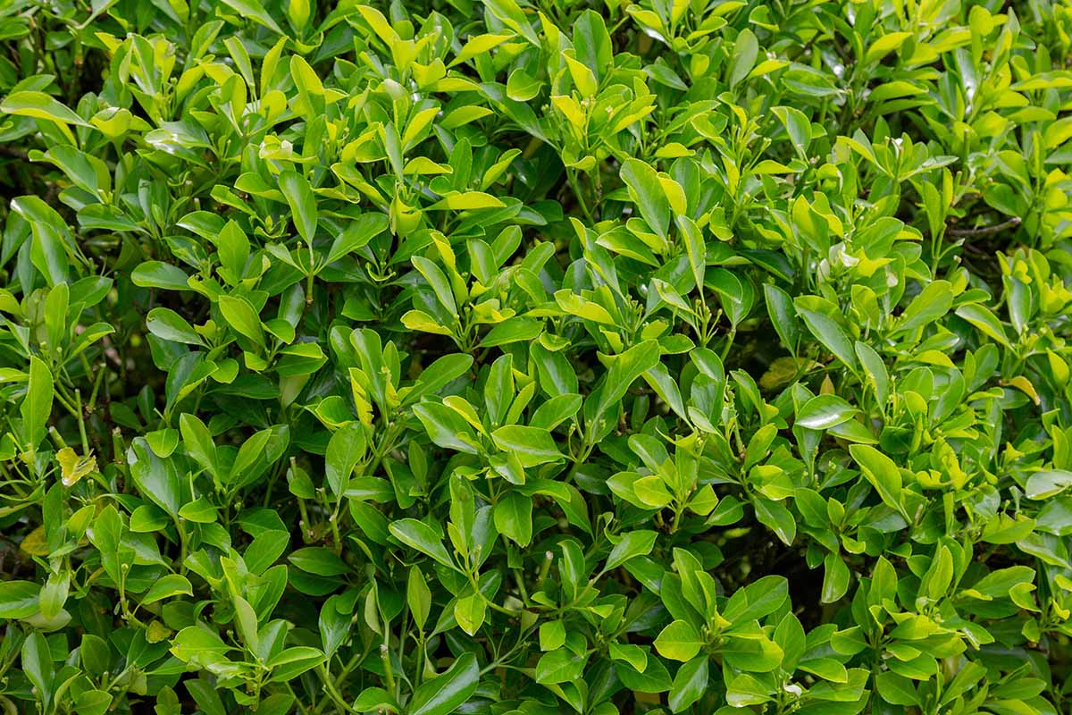A close up horizontal image of narrow-leaf Euonymus growing in the garden.