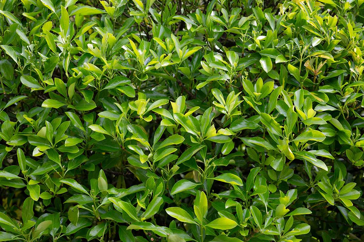 A close up horizontal image of the green foliage of Euonymus japonicus growing in the backyard.