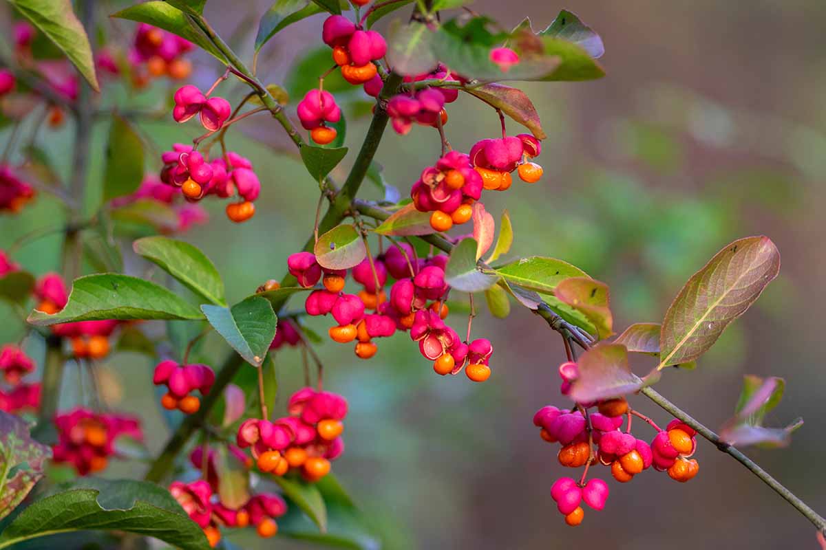 A close up horizontal image of the berries of Euonymus europaeus pictured on a soft focus background.
