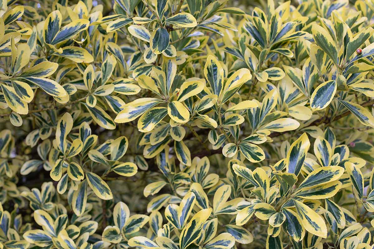 A close up horizontal image of the variegated foliage of Euonymus japonicus 'Aureomarginatus' growing in the garden.