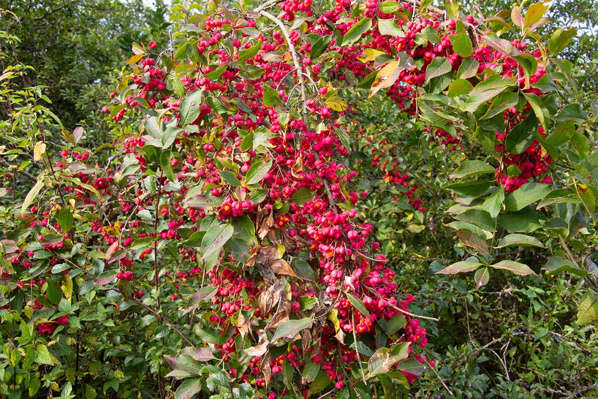 A close up horizontal image of a European Eonymus shrub festooned with bright red berries.