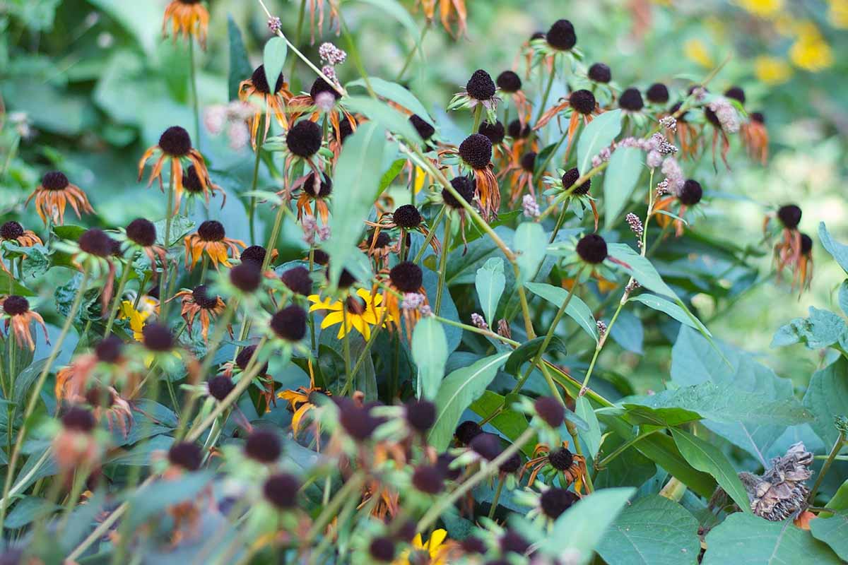 A close up horizontal image of black-eyed Susan seed heads and faded flowers in a garden border.