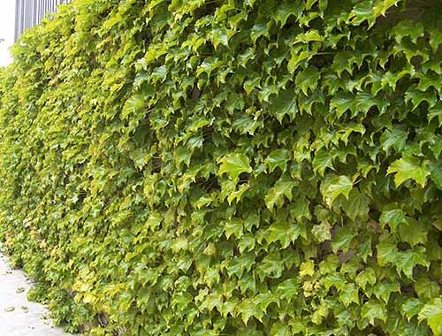 A close up of 'Fenway Park' Boston ivy growing on a fence.