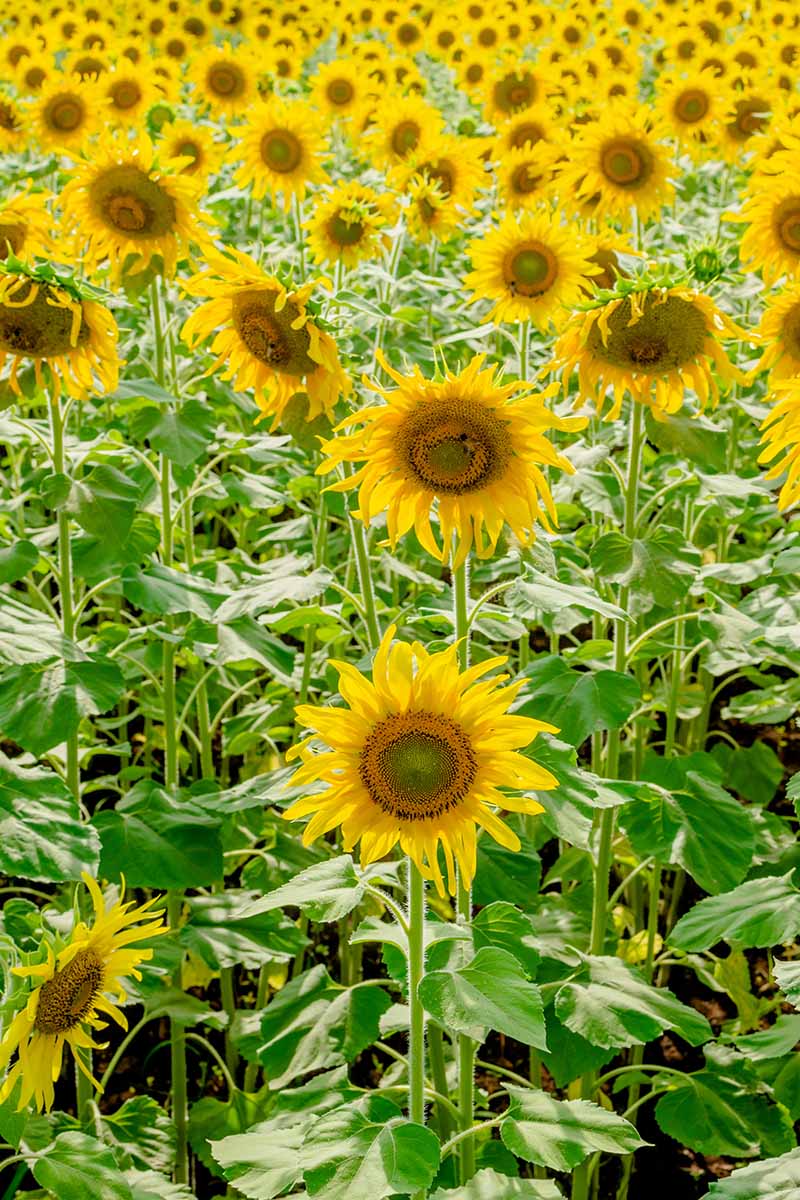 A vertical image of a field of oilseed sunflowers pictured in bright sunshine.