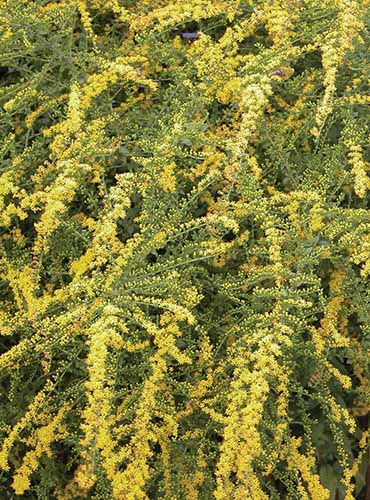 A vertical image of Solidago 'Fireworks' with bright yellow flowers.