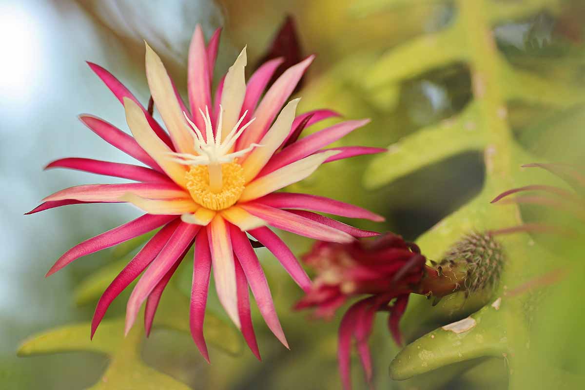 A close up horizontal image of a red and yellow fishbone cactus flower pictured on a soft focus background.