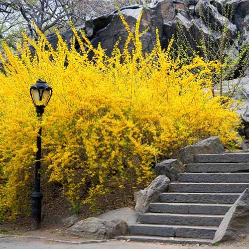 A square image of forsythia growing next to concrete steps in full bloom.