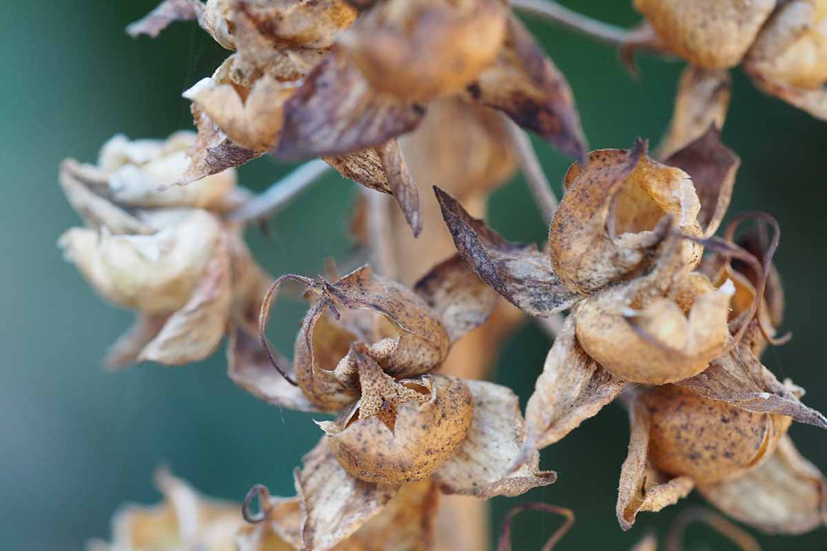 A close up horizontal image of the dried seed capsules pictured on a soft focus background.