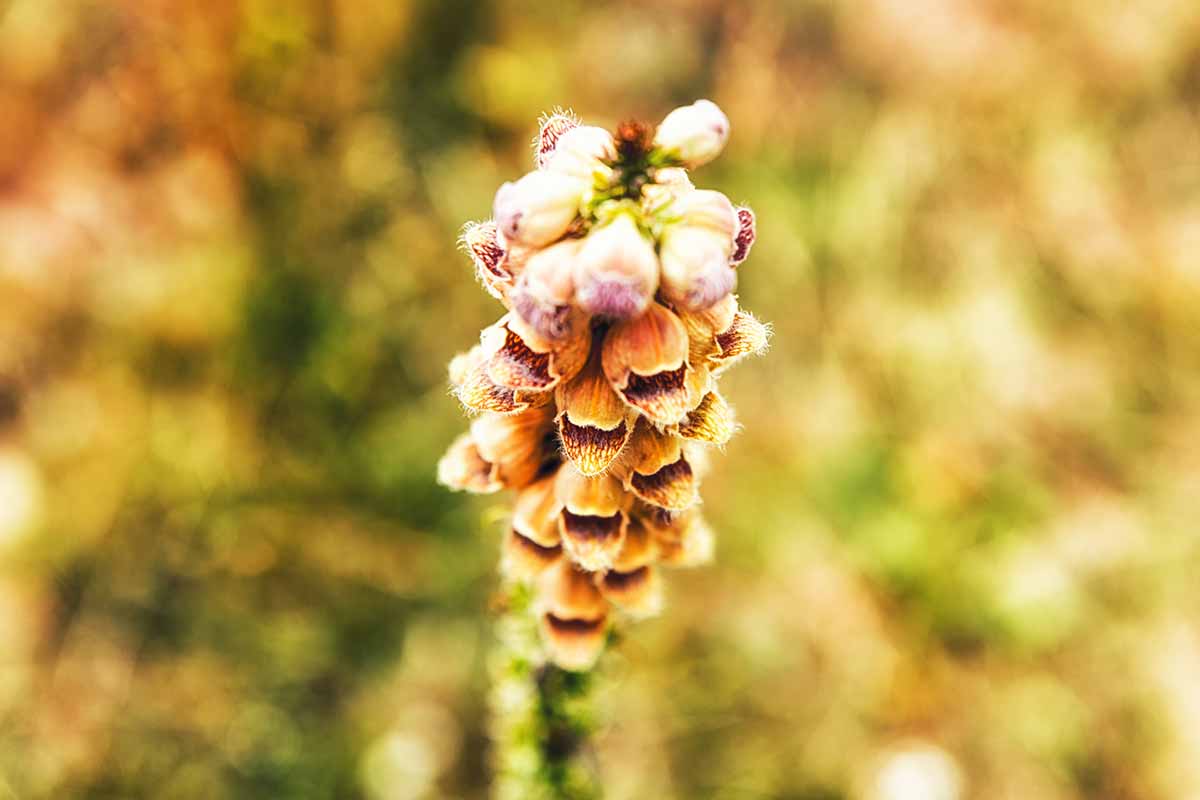 A close up horizontal image of a foxglove flower head pictured on a soft focus background.