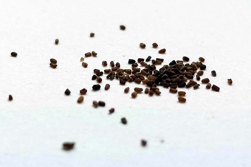 A close up horizontal image of seeds set on a white surface.
