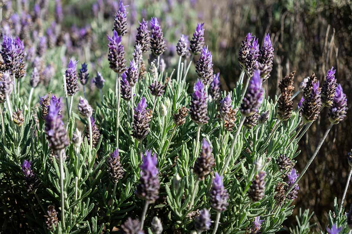 A close up horizontal image of a French Lavandula plant growing in the garden pictured in light sunshine.
