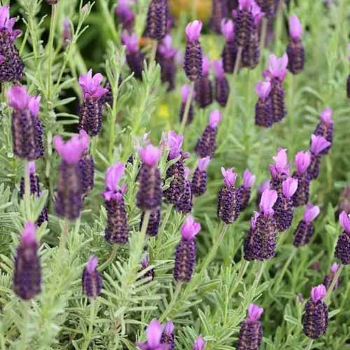 A close up square image of French lavender in full bloom growing in the landscape.