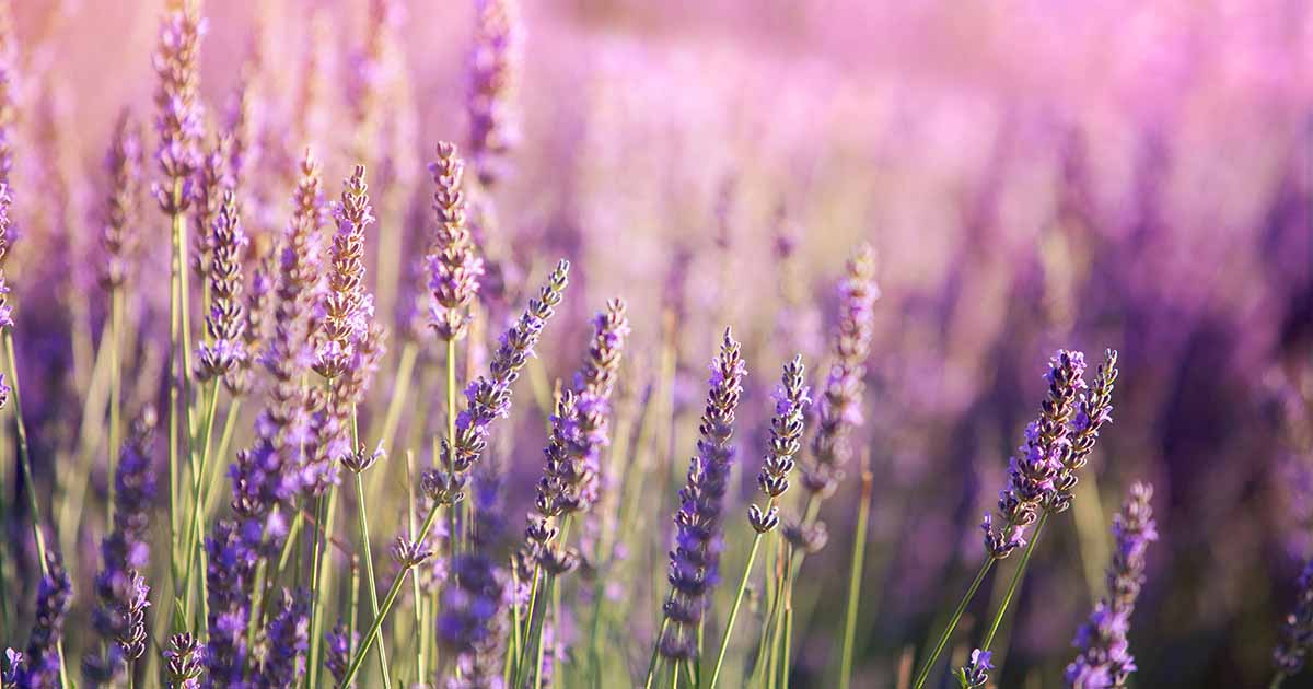 French Vs. English Lavender - How Are French And English Lavender Different
