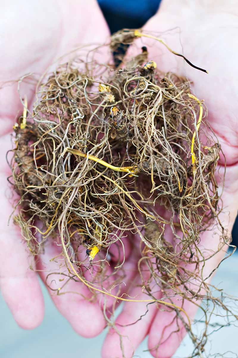 A close up vertical image of freshly harvested goldenseal (Hydrastis canadensis) roots in the palms of two hands.