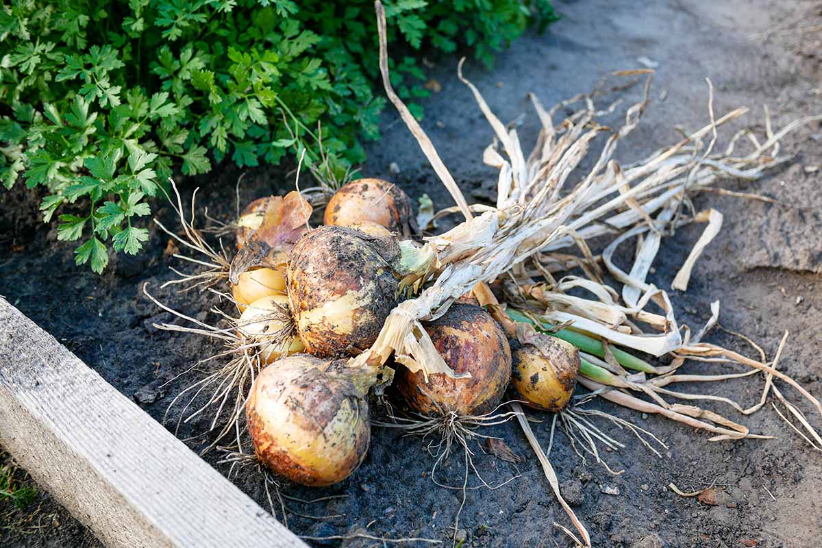 A close up horizontal image of onions set on the ground next to parsley in a raised bed.