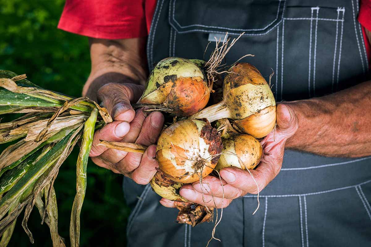 A close up horizontal image of a gardener holding a bunch of freshly harvested onions.