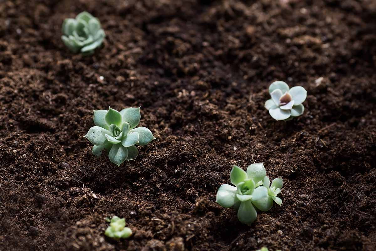 A horizontal image of small succulents freshly planted in dark, rich soil.