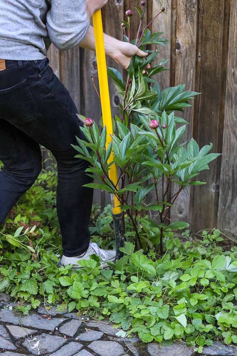 A close up vertical image of a gardener using a shovel to dig up a peony plant.